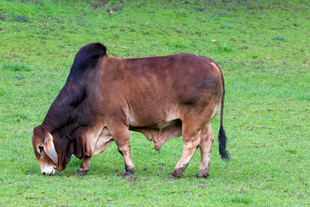 Brahman Cattle grazing on green pasture at rural farmland in Oregonの写真素材