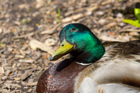 Male Mallard Duck basking in the sun tilting head looking up smiling at Crystal Springs Rhododendron Garden in Portland Oregon closeup portraitの写真素材