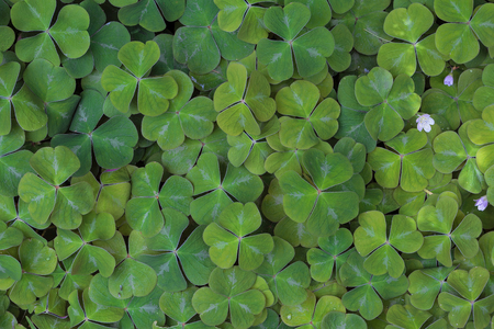 Redwood Sorrel growing dense in the woods of Oregon Pacific Northwest forest in Spring Seasonの写真素材