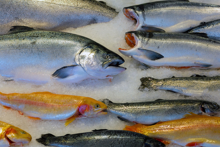 Salmon Coppoer River King and Sockeye Fish on ice in public market closeupの写真素材