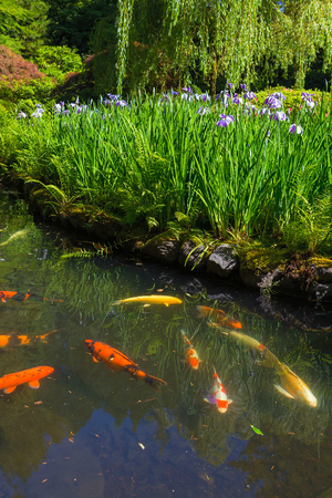 Purple Siberian Iris Flowers bud cluster in bloom by Koi Fish pond in Japanese Garden in late Spring early Summerの写真素材