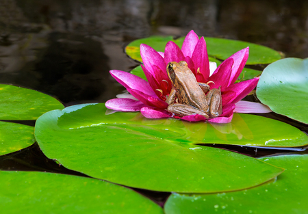 Pacific Chorus Tree Frog sitting on pink Water Lily Flower igarden backyard pondの写真素材
