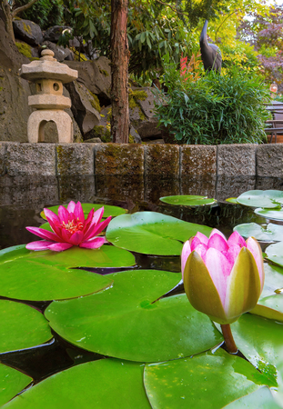 Pink Water Lily blooming in garden backyard pond during summer seasonの写真素材