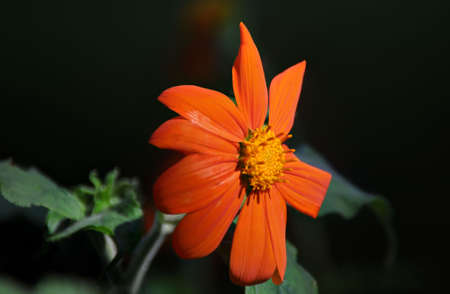 Mexican Sunflower 2の写真素材