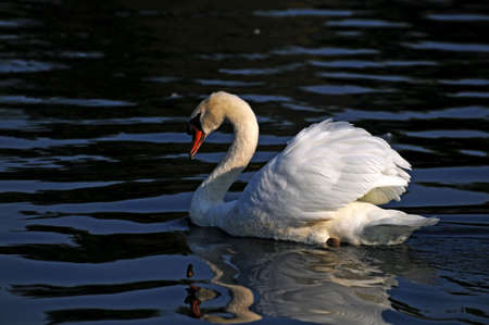 Swanの写真素材