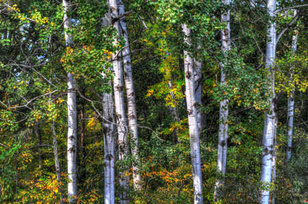 Aspen Treesの写真素材