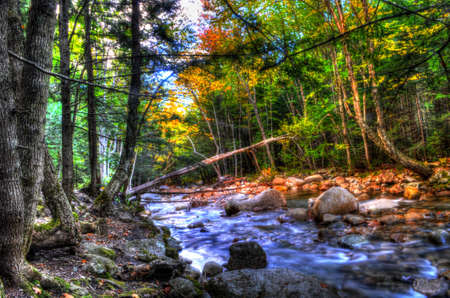 Forest Streamの写真素材
