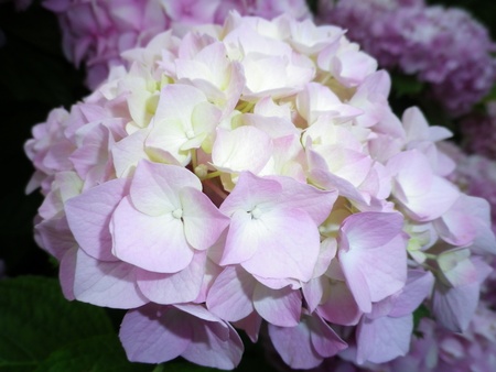 Flowerの写真素材