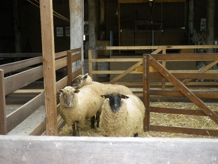 Farm animalsの写真素材