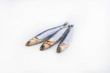 Top view of fresh sardines on a white background. Concept of seafood. Close-upの写真素材