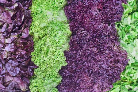 Fresh purple and green vegetables arranged in stripesの写真素材