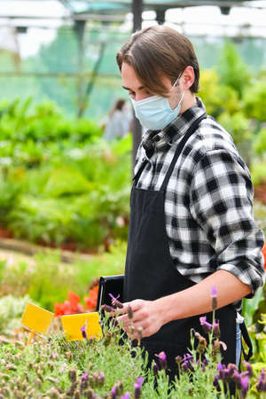 Young male clerk wearing a surgical mask checking the labels on some plants at a garden center on an out of focus background. Safety and gardening concept.の写真素材