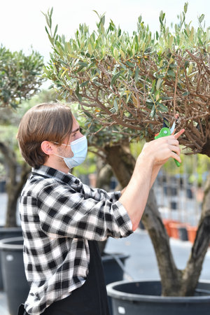 Close up of a young male worker using pruning shears to trim some tree branches at a garden center....