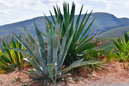 Blue agave plants close to other wild plants on an out of focus background. Wild vegetation and mountain conceptの写真素材