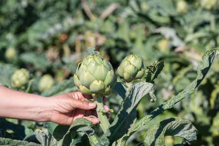 Hand grabbing an artichoke in an artichoke fieldの写真素材