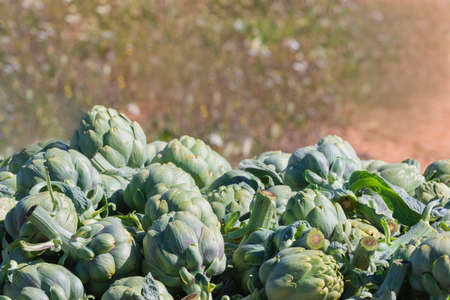 Freshly harvested artichoke heads on an out of focus background. Selective focus and close up. Agriculture and healthy vegetables concept.の写真素材