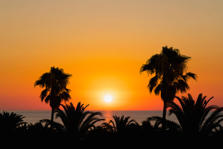 Sun setting over the sea with palm treesの写真素材