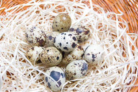 Nest of quail eggs in a tray of espartoの写真素材