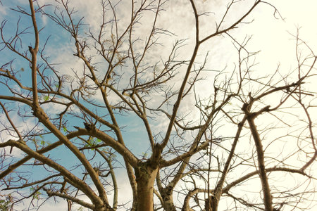 art of old treeの写真素材