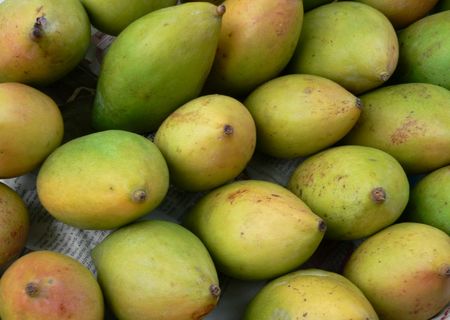 Mangoの写真素材
