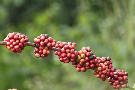Coffee Beans の写真素材