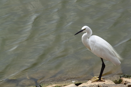 Little Egret, Lalbagh Botnical Gardens, Bangaloreの写真素材