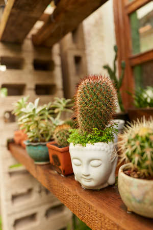 Small cactus in botanical garden, variety of cactiの写真素材