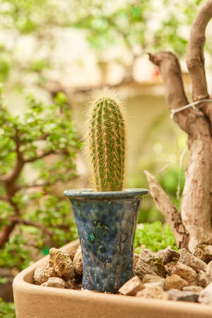 Small cactus in botanical garden, variety of cactiの写真素材