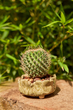 Small cactus in botanical garden, variety of cacti
