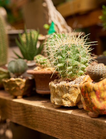 Small cactus in botanical gardenの写真素材