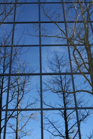 Bare Treesの写真素材