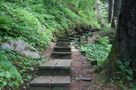Forest Trail in Southeastern Alaska