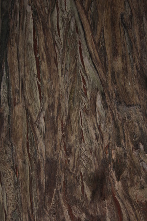California Redwood Tree Bark Closeupの写真素材