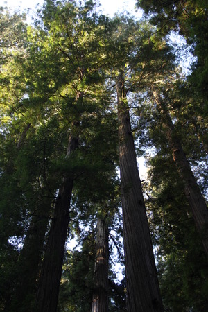 California Redwood Forest at Sunriseの写真素材