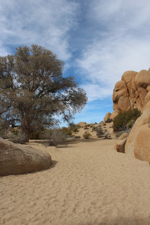 Joshua Tree National Park Dry Creek Bed Landscapeの写真素材