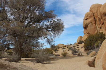 Dry Stream Bed Joshua Tree National Park California USAの写真素材