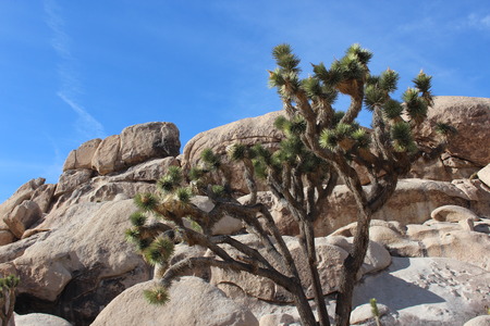 Joshua Tree National Park Desert Landscapeの写真素材