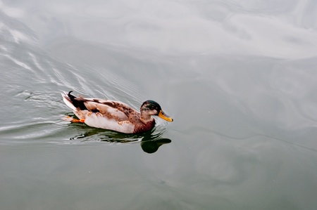 Duckの写真素材