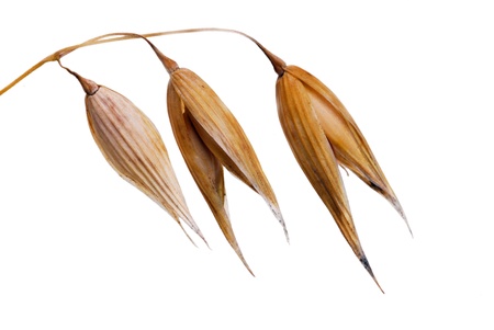 Ripe oatの写真素材