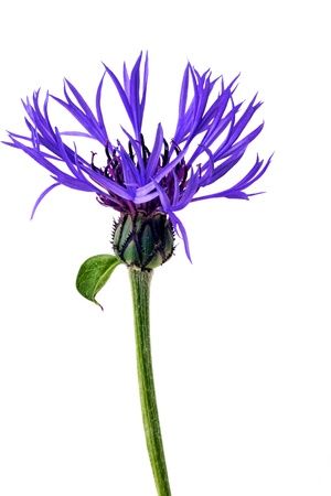 Blue flower on whiteの写真素材