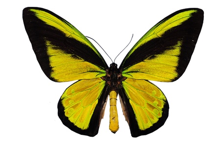 Bird wing swallowtailの写真素材