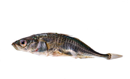 Minnowの写真素材