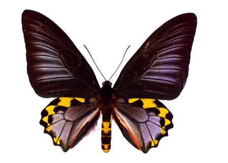 Birdwing swallowtail. Ornitoptera spの写真素材
