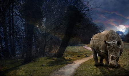 Rhino at night, moonshineの写真素材