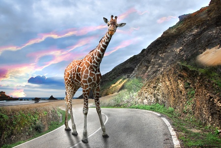 Giraffe walking on a Mountain roadの写真素材