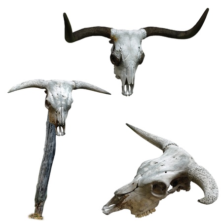 Skulls of cattle. One mounted on a pole.の写真素材