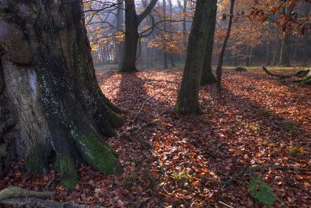 Trees at Autumn