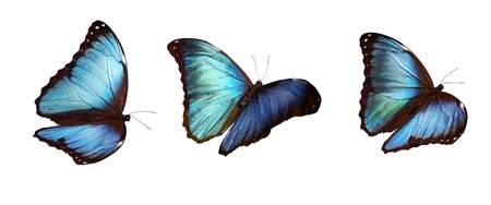 Three Blue morphosの写真素材