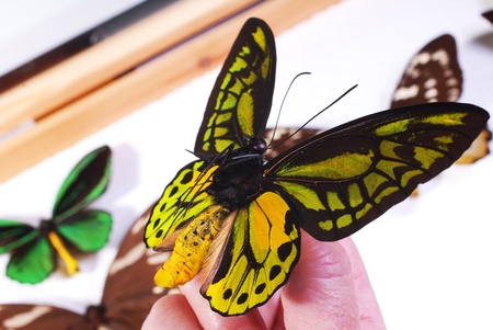 Butterfly collection.  Hand holding an Ornithoptera butterfly.の写真素材