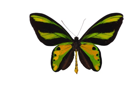 Birdwing swallowtailの写真素材